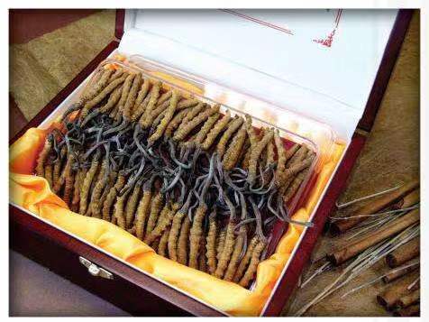 铜山冬虫夏草回收